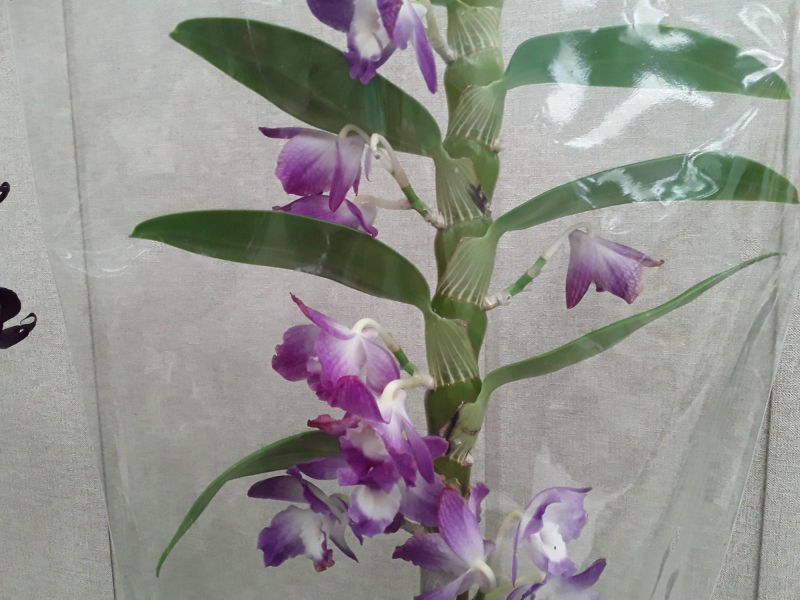 Орхидея норшочная